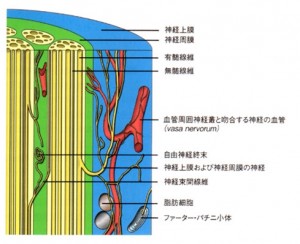 【図】神経上膜および神経終膜の神経