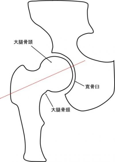 股関節の屈曲/伸展の運動軸