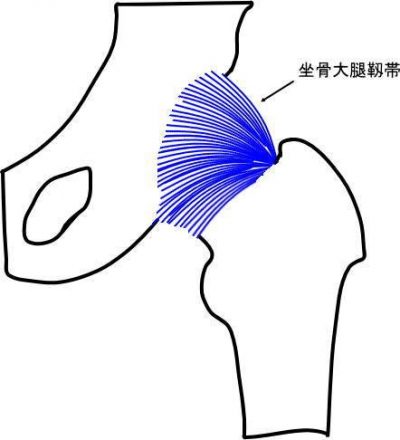 坐骨大腿靱帯(右股関節後面図)
