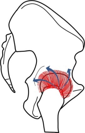 股関節屈曲位の図