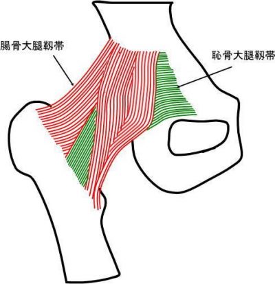 腸骨大腿靱帯と恥骨大腿靱帯(右股関節前面図)