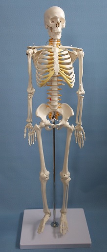 ランキング第1位 3Bドイツ製 背骨 骨格模型 整骨 整体 鍼灸 カイロ 